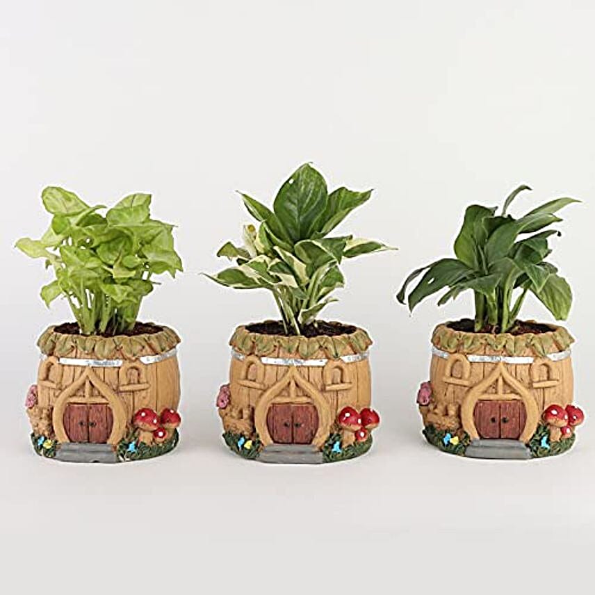 syngonium white pothos n peace lily set of 3