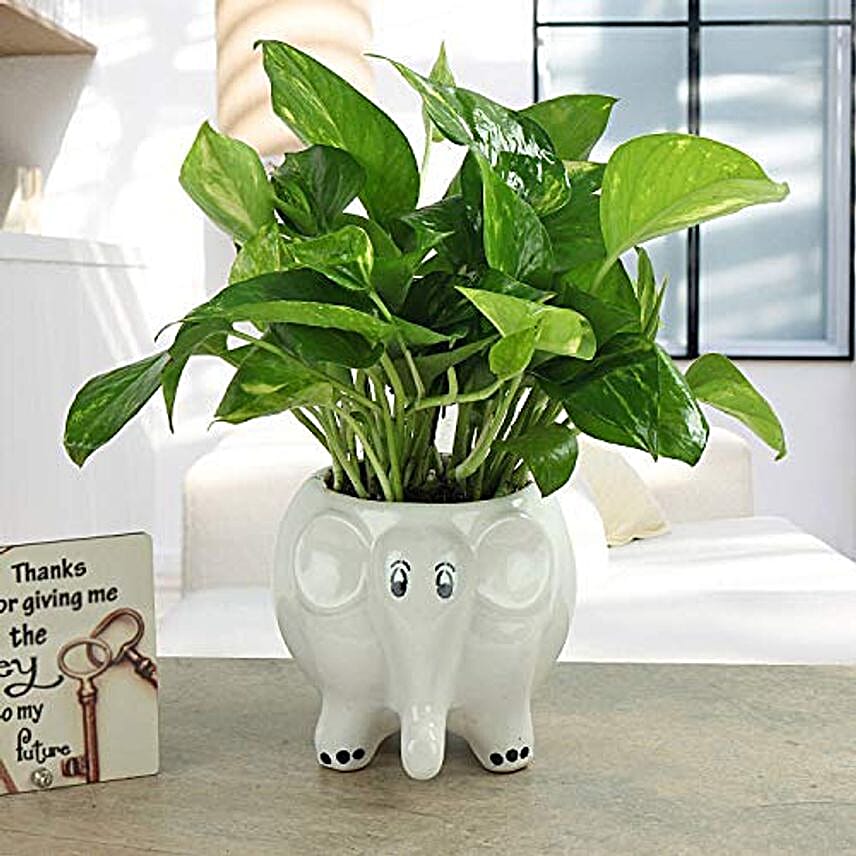 Buy/Send green money plant in elephant shape ceramic pot Online FNP