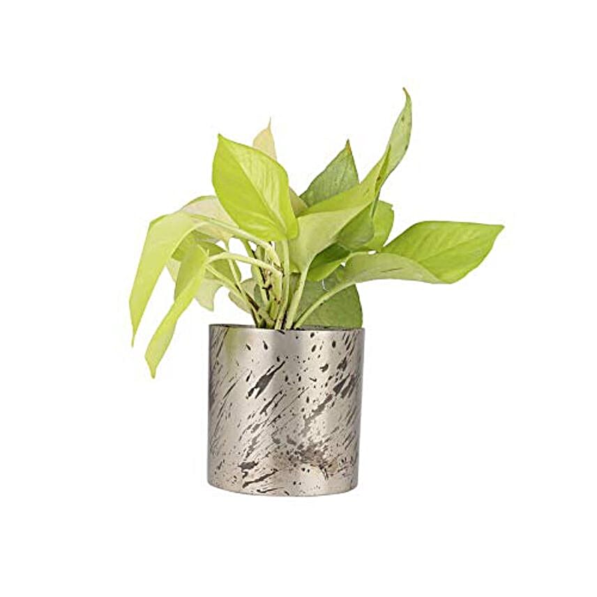 ホットセール 1ポット410円 7.5cmポット Money マニー 植物/観葉植物