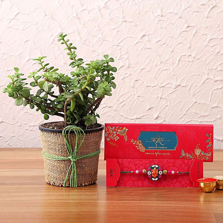 Pretty Rakhi and Jade Plant In Jute Wrapped Pot