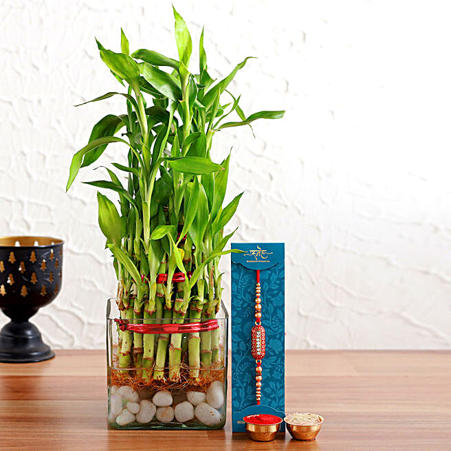 Buy/Send Capsule Rakhi N Bamboo Plant Glass Vase Online FNP