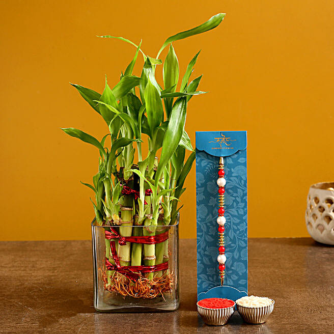 Buy/Send Pearl Rakhi & 2 Layer Bamboo Plant Vase Online FNP