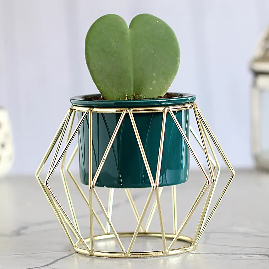 Hoya Plant Green Pot With Golden Octagon Stand:Ornamental Plant Gifts