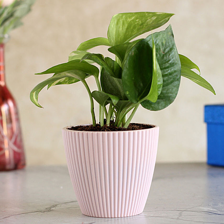 Money Plant In Pink Lining Pot