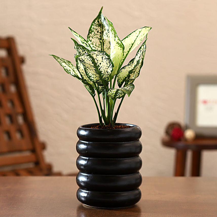 Aglaonema Plant In Black Tube Planter:Ornamental Plant Gifts