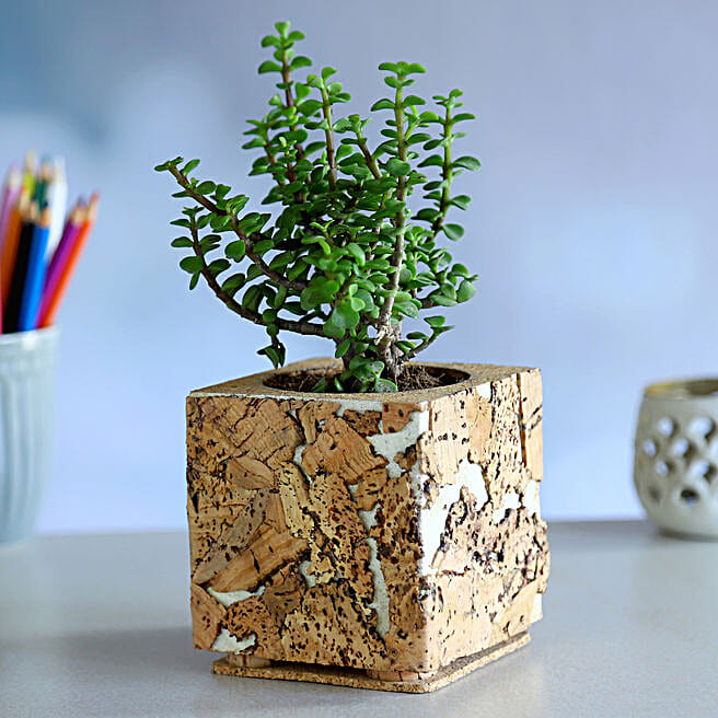 Buy/Send Jade Plant Cork Square Shaped Planter Online FNP
