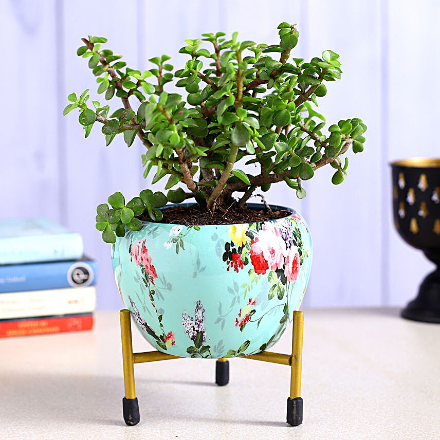 Jade Plant Green Flower Enamle Printed Pot With Stand:Potted Plants