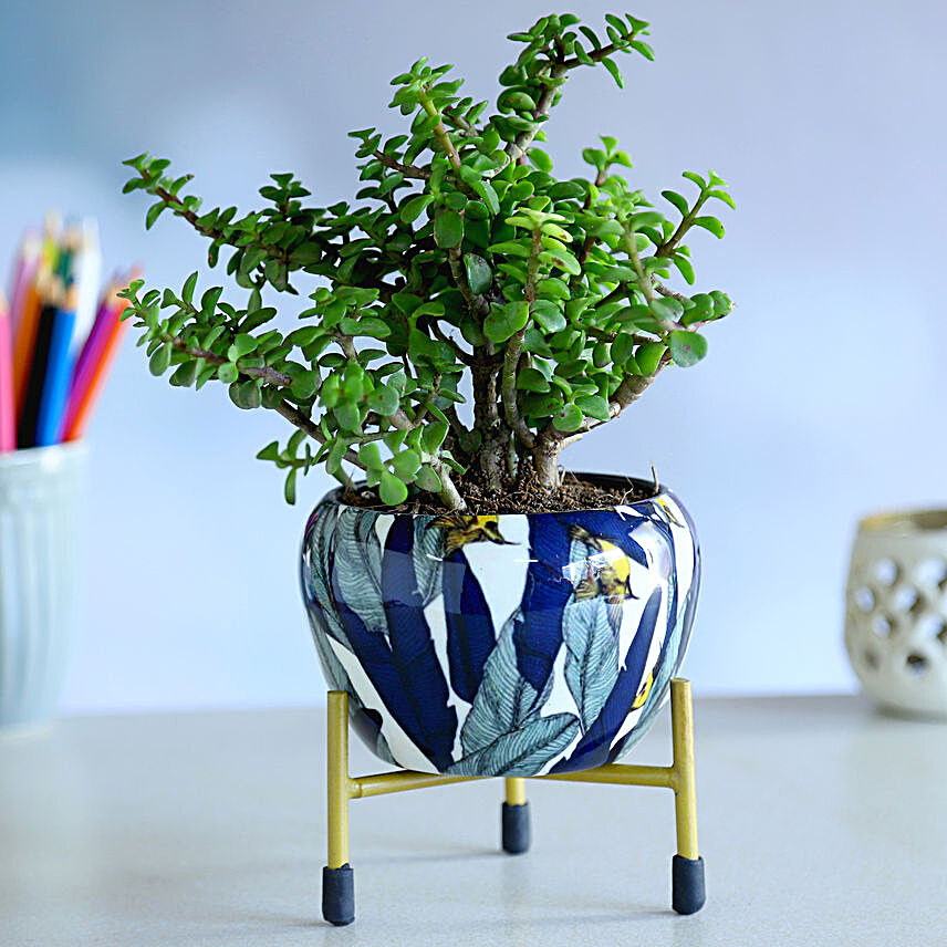 Jade Plant in Blue Enamle Leaves Printed Pot With Stand:Metal Planters