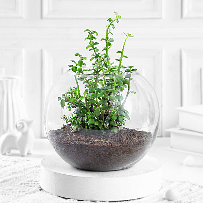Buy/Send Jade Plant Terrarium In Glass Vase Online Ferns N Petals