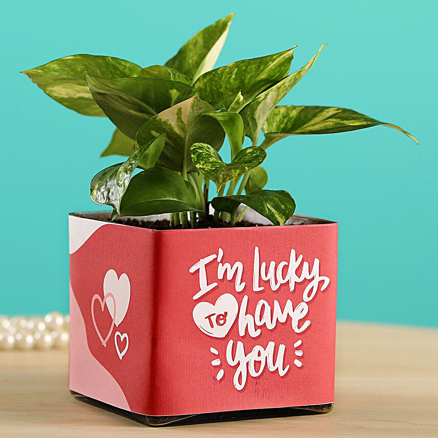 Money Plant In Lucky To Have You Glass Pot:Marriage Anniversary Gifts