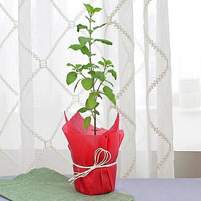 Potted green leaf tulsi plant