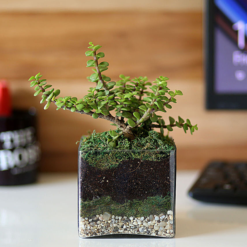 plant in glass vase:Office Desk Plants