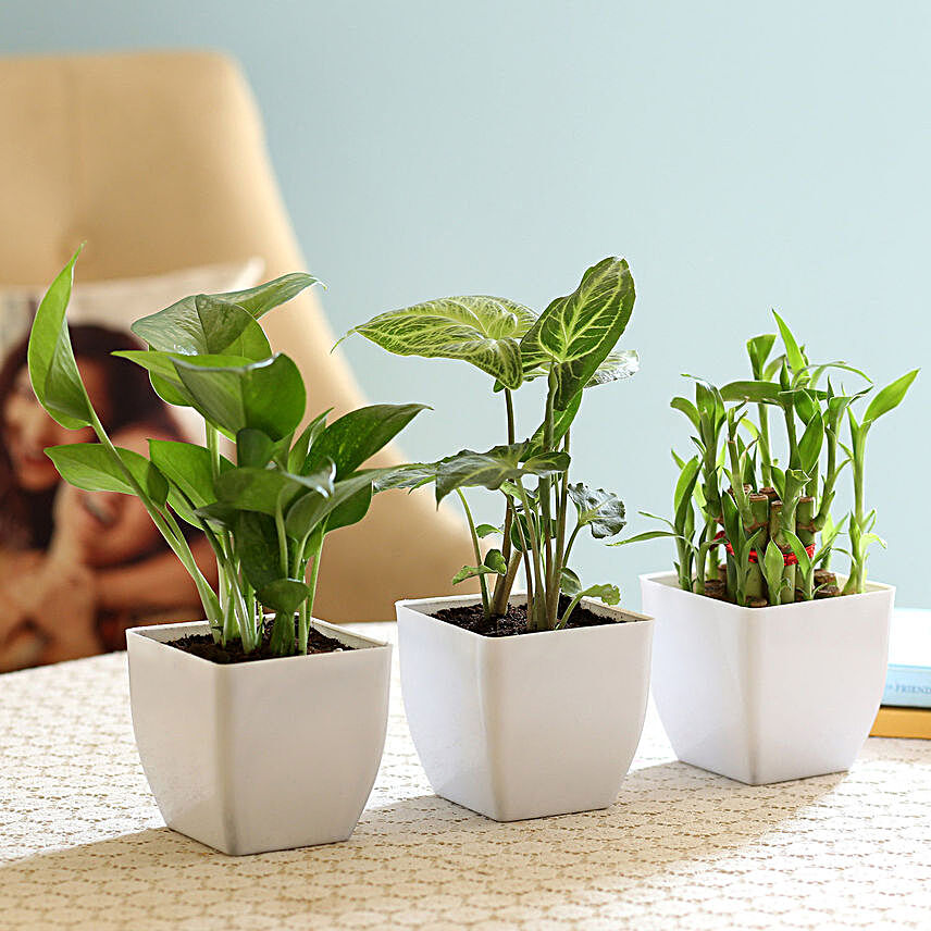 online set of green plants:Planter Pots
