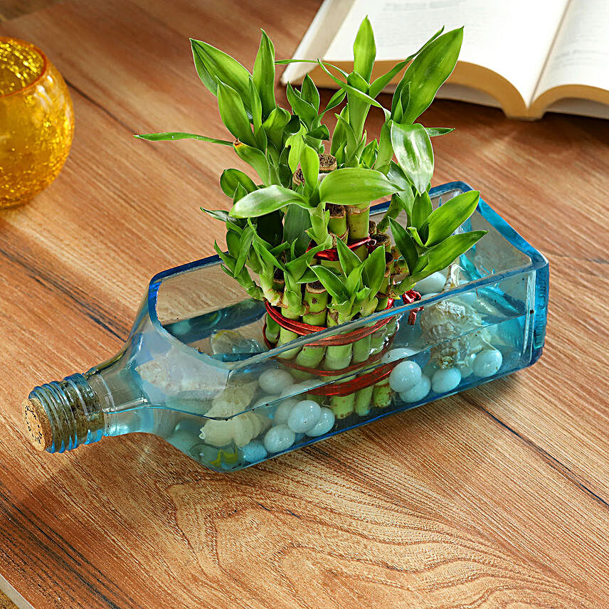 Lucky Bamboo Bombay Sapphire Bottle Planter:Glass Planters