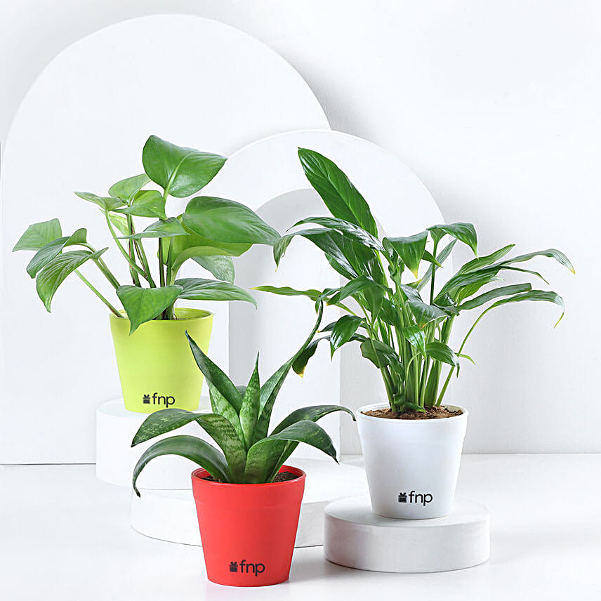 Money, Jade & Sansevieria Plant Set