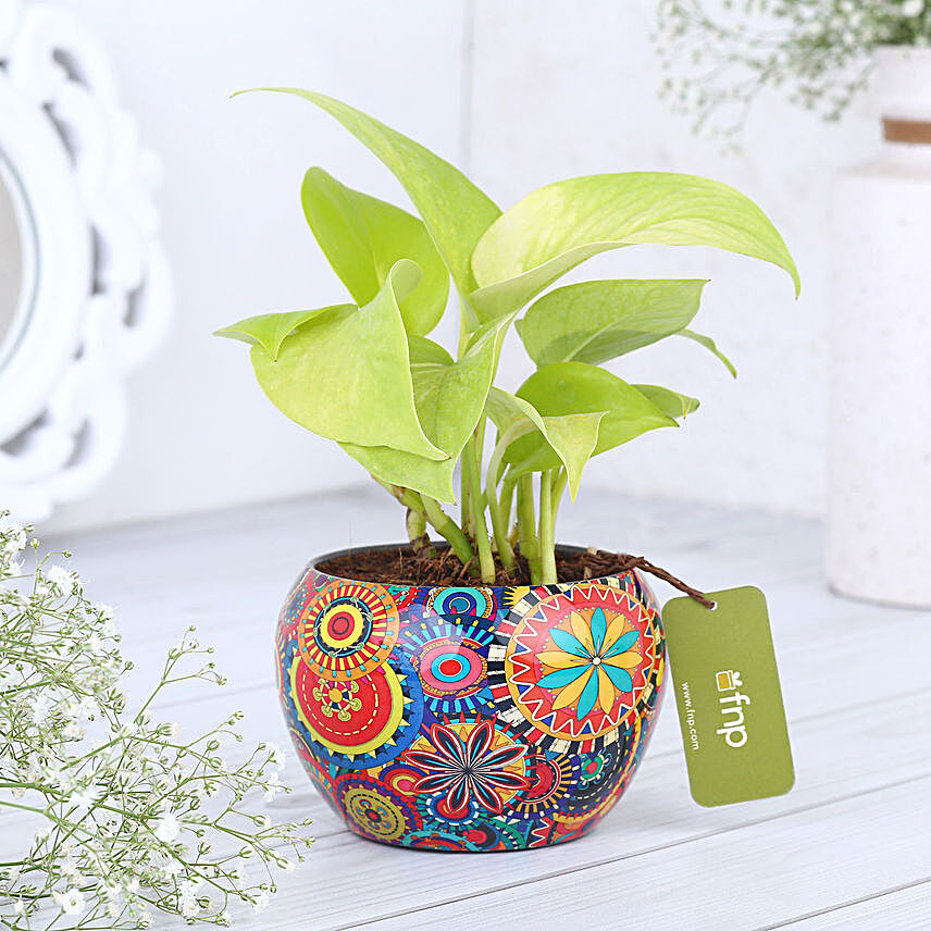 Money Plant In Colourfull Rajwada Printed Pot Hand Delivery:New Arrived Plants