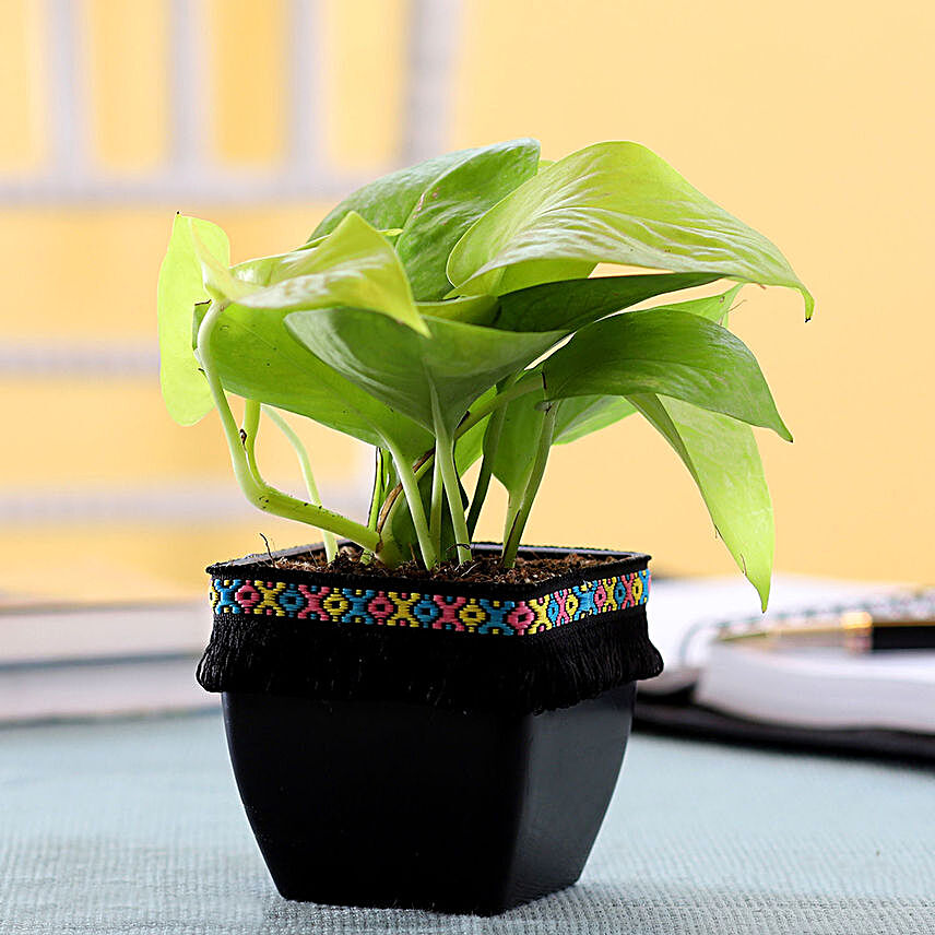 Cute Indoor Plant Online:Money Plants: Ladder to Prosperity