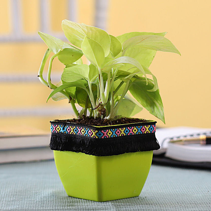 Neon Money Plant in Green Square Pot with Boho Lace