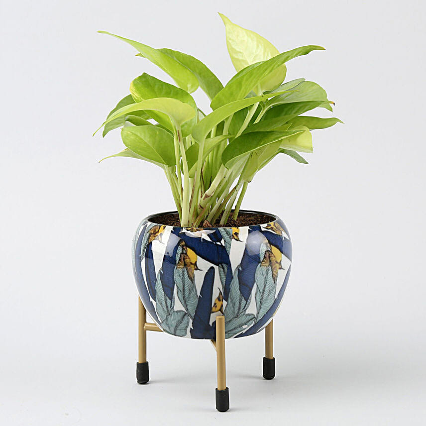 Plants Same Day Delivery in India FNP