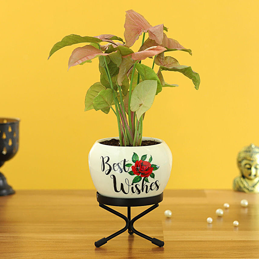 Pink Syngonium Plant In Best Wishes Metal Pott Hand Delivery:Brothers Day Gifts