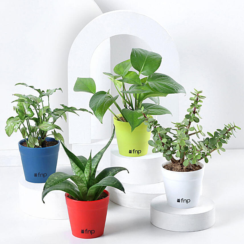 Foliage & Air Purifying Plant Set