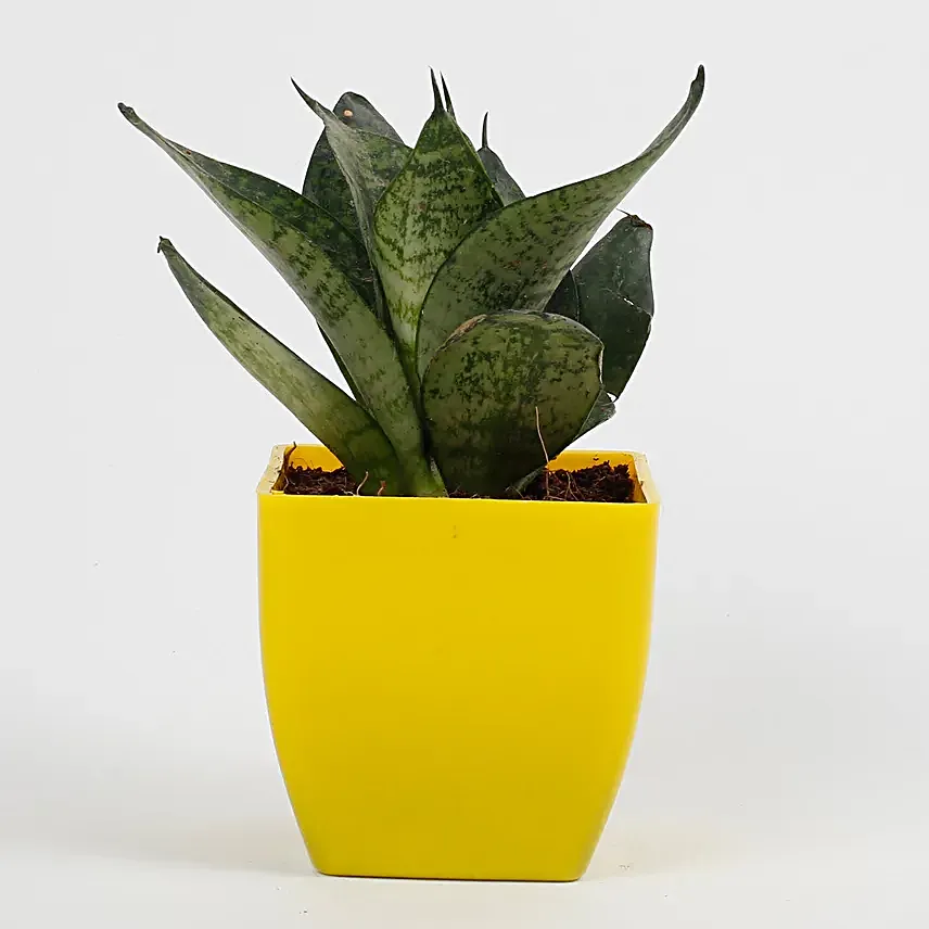 snakeskin sansevieria plant in yellow pot