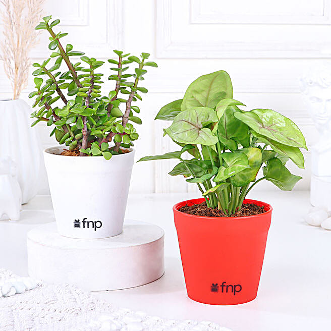 Plants Same Day Delivery in India FNP