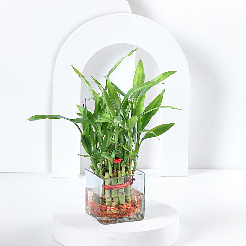 Two layer bamboo plant with a square glass vase