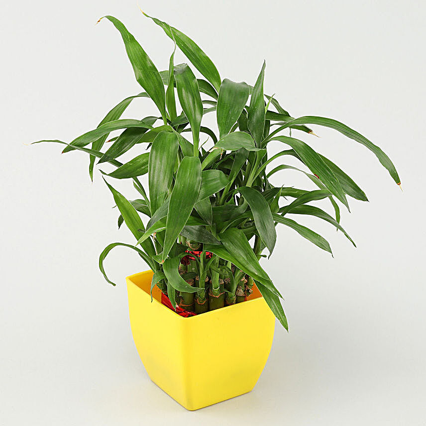 2 Layer Bamboo In Yellow Pot