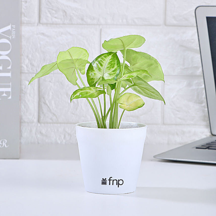 Air Purifying Syngonium Plant In Green Pot