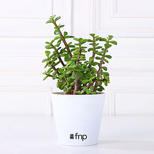 Buy/Send Beautiful Jade Plant in White Plastic Pot Online Ferns N Petals