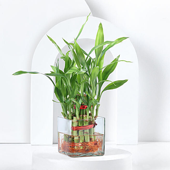 Buy/Send Bringing Good Luck 2 Layer Bamboo Online Ferns N Petals