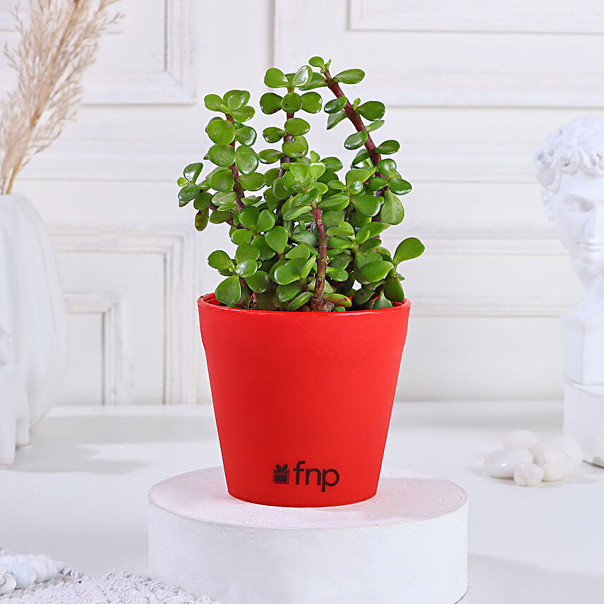 Jade Plant in Red Pot:Plants Delivery