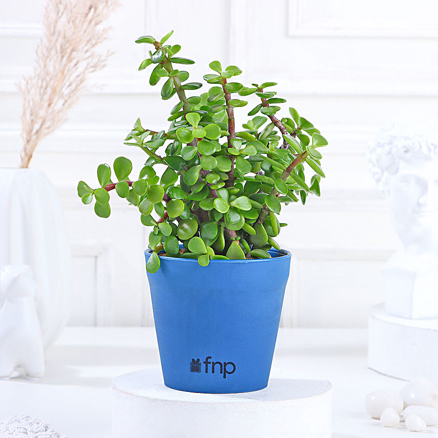 Lively Jade Plant in Yellow Plastic Pot:Independence Day Gifts