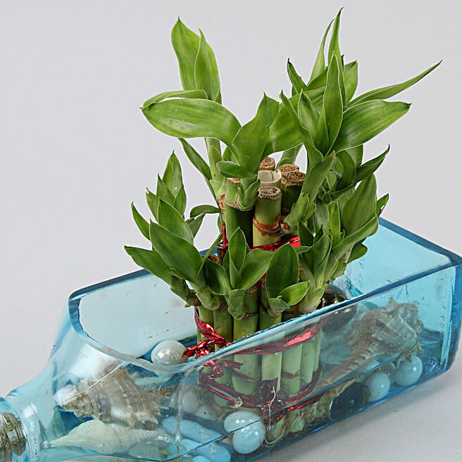 Buy/Send Lucky Bamboo Bombay Sapphire Bottle Planter Online Ferns N Petals