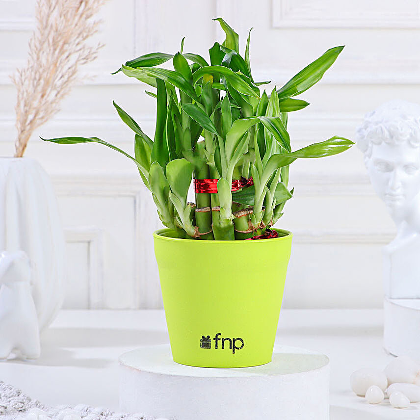 bamboo in red planter:Gifts for Mother in Law