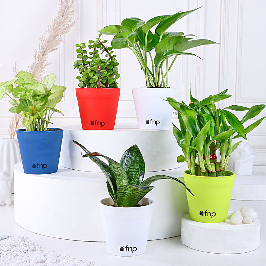 Grand 5 House Plant Set:Gifts Delivery in Shillong