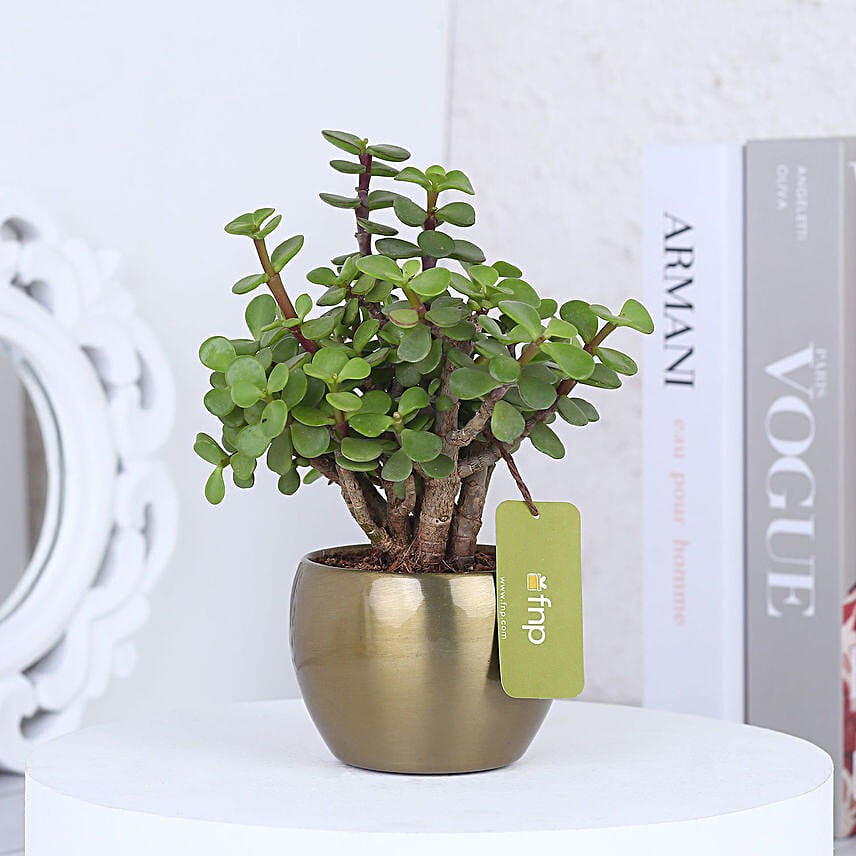 https://www.fnp.com/images/pr/l/v20211111111758/jade-plant-in-gold-tone-metal-pot_1.jpg