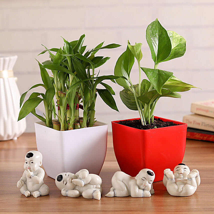 Lucky Plants & Budhhas Combo:Thoughtful Gifts