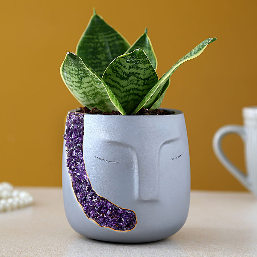 Sansevieria Plant Silver and Amethyst Stones Face Pot:Gifts for Daughters Day