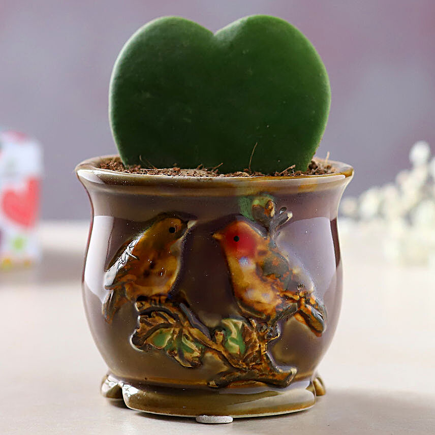 Hoya Plant Red Ceramic Bird Pot