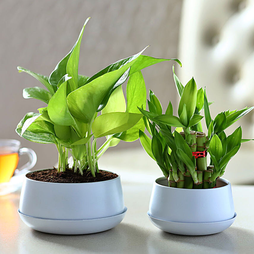 Money Plant N Bamboo Plant In Metal Dish Planters:Plants Sets