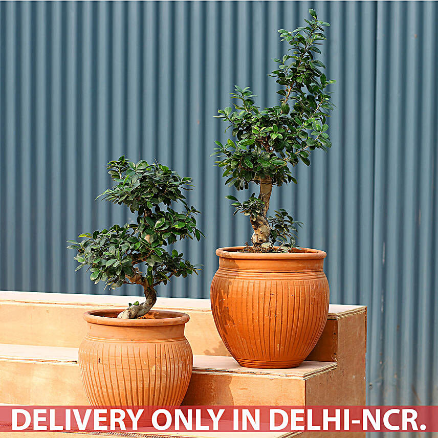 Bonsai Plants Online Bonsai Tree Delivery in India [Free Shipping] FNP