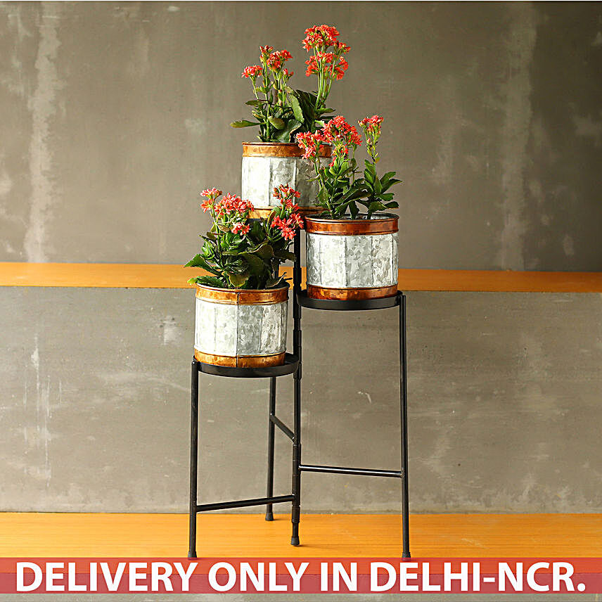 Kalanchoe Plant Set With Metal Stand:Flowering Plants