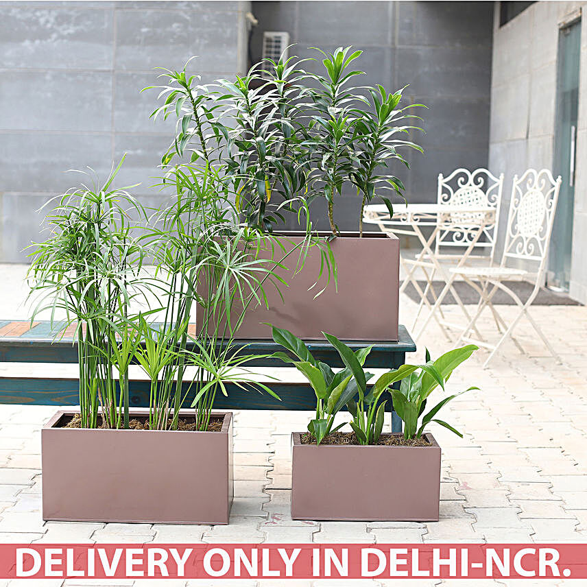 Set Of 3 Refreshing Plants In Metal Pots:Premium Plants