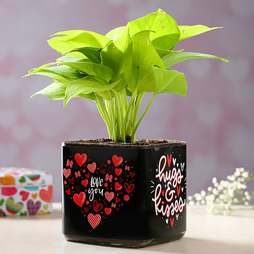 Money Plant Love You Vase:Kiss Day Gifts