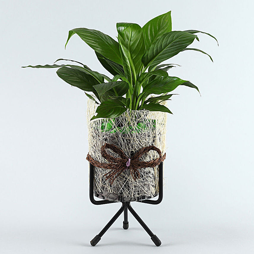 Peace Lily Plant Brass Finish Pot With Stand:Buy Plants  Bangalore