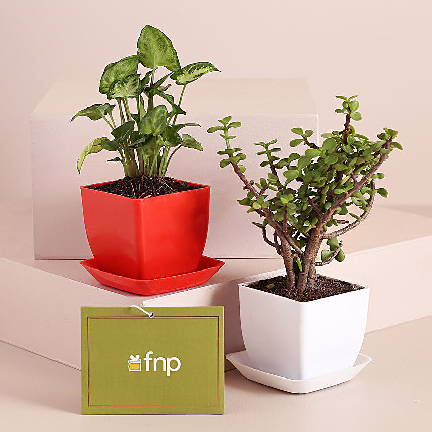 Set Of 2 Refreshing Plants In Plastic Pots:Office Desk Plants