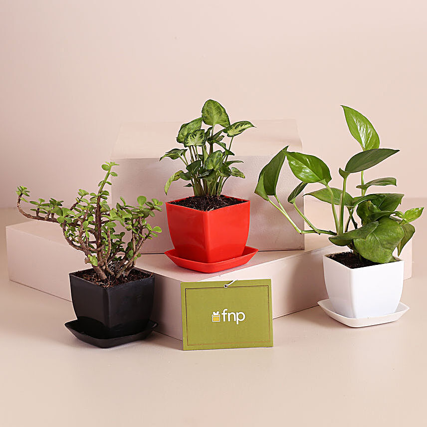 Set Of 3 Refreshing Plants In Plastic Pots:Office Desk Plants