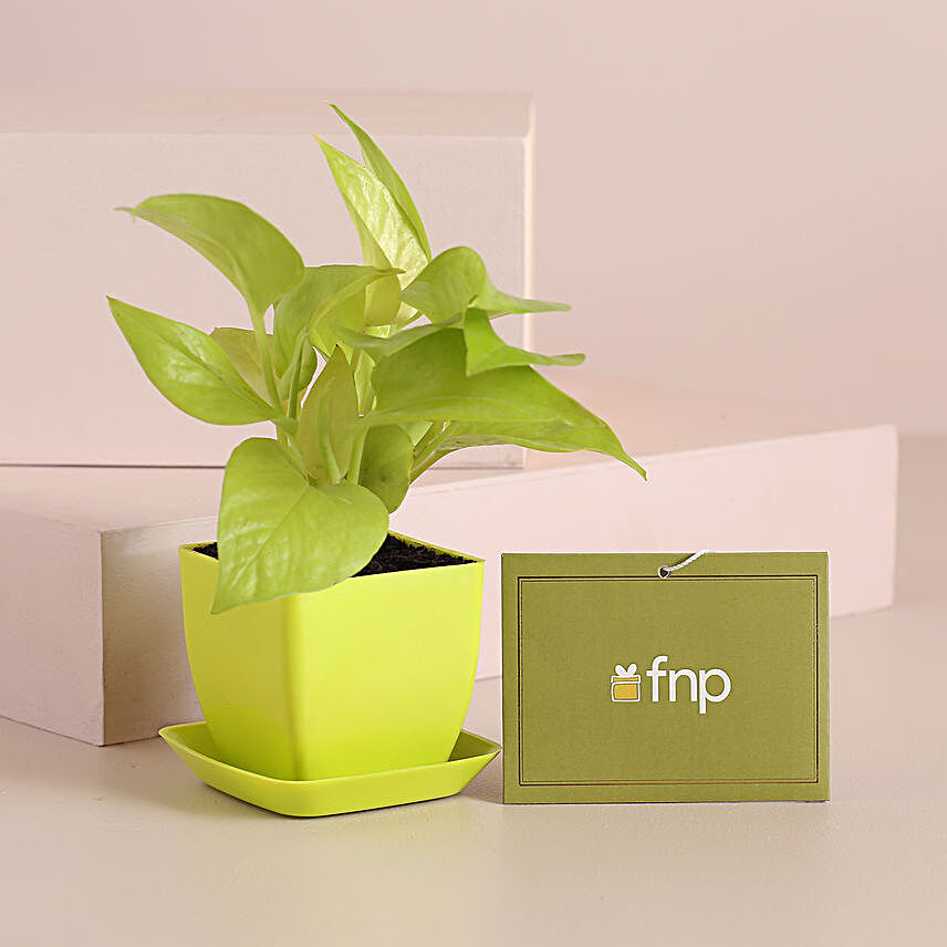 Golden Money Plant In Green Pot With Plate:Office Desk Plants